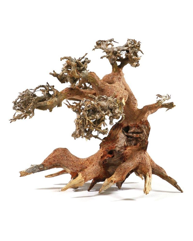 Bonsai S - 15x20cm Véritable Bonsaï pour Aquarium. Assemblage de r... Bonsai S - 15x20cm Véritable Bonsaï pour Aquarium. Assemblage de r...