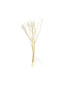 Slim Tree S - 15-25cm  Slim TREE S, racine idéale pour recréer un B...