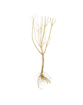Slim Tree M - 25-30cm  Slim TREE M racine idéale pour recréer un Bo...