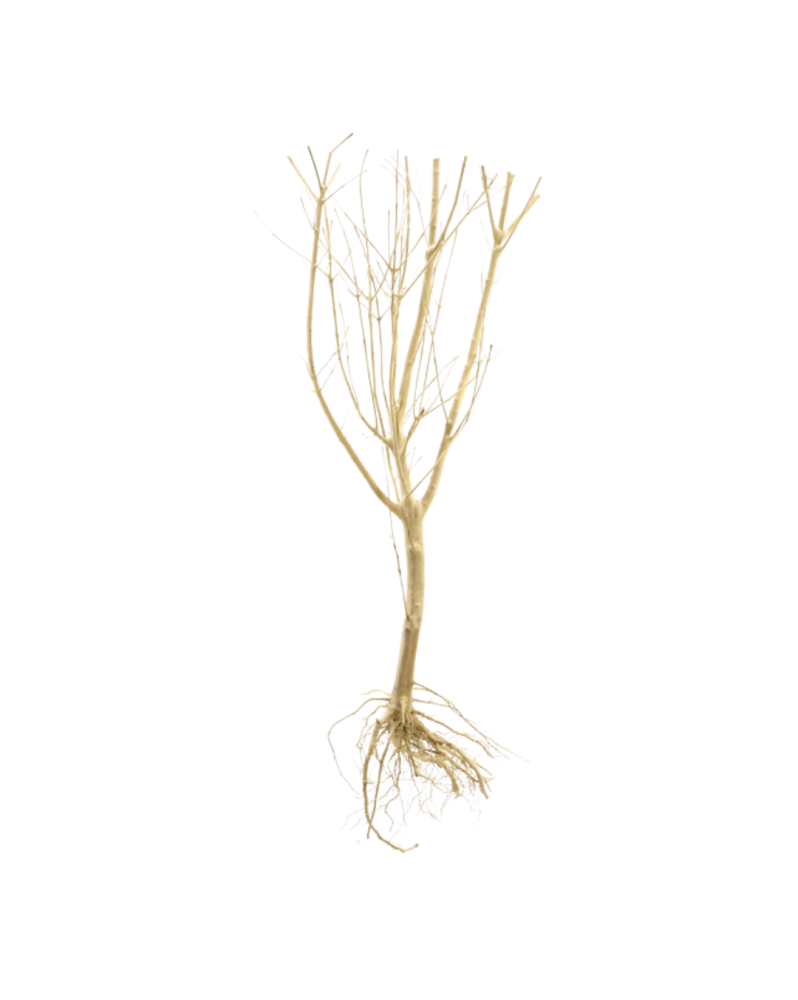 Slim Tree M - 25-30cm Slim TREE M racine idéale pour recréer un Bo... Slim Tree M - 25-30cm Slim TREE M racine idéale pour recréer un Bo...