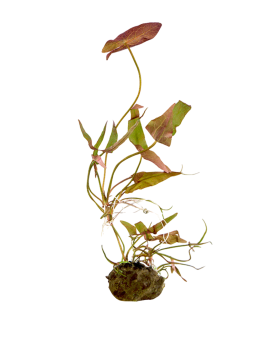 Nymphea Pygmaea Rubra (nain, fleur rouge) Découvrez la beauté délic...