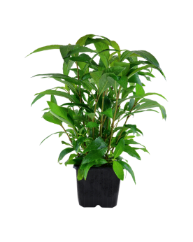 Hygrophila corymbosa Stricta - En Pot Hygrophila corymbosa 'Stricta...