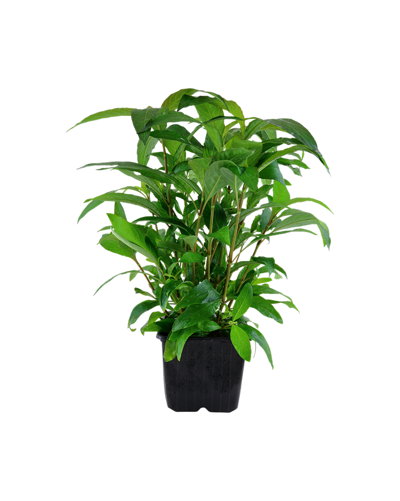 Hygrophila corymbosa Stricta - En Pot Hygrophila corymbosa 'Stricta... Hygrophila corymbosa Stricta - En Pot Hygrophila corymbosa 'Stricta...