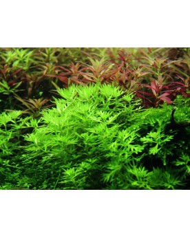 Hottonia Palustris - En Pot Hottonia Palustris en Pot. Apportez une...