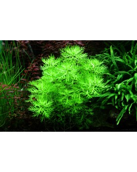 Hottonia Palustris - En Pot Hottonia Palustris en Pot. Apportez une...