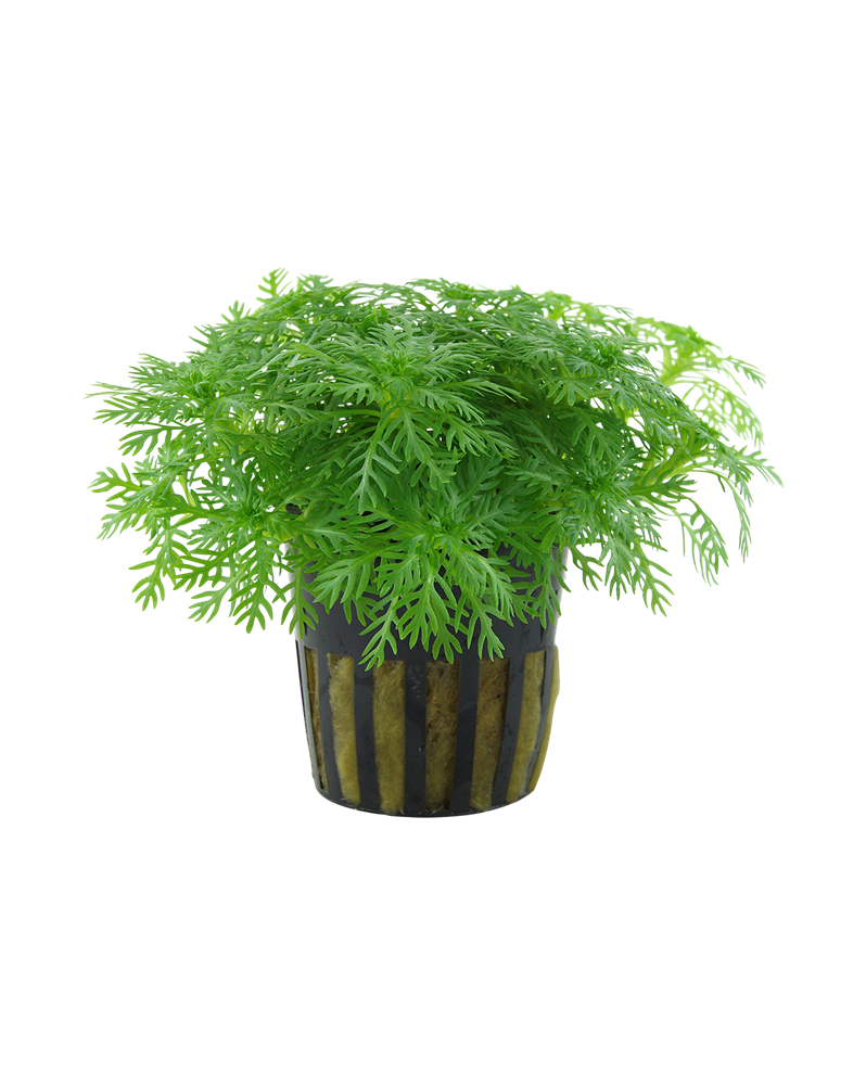 Hottonia Palustris - En Pot Hottonia Palustris en Pot. Apportez une... Hottonia Palustris - En Pot Hottonia Palustris en Pot. Apportez une...