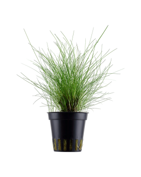 Eleocharis Parvula - En Pot Eleocharis Parvula en pot – Plante gazo...