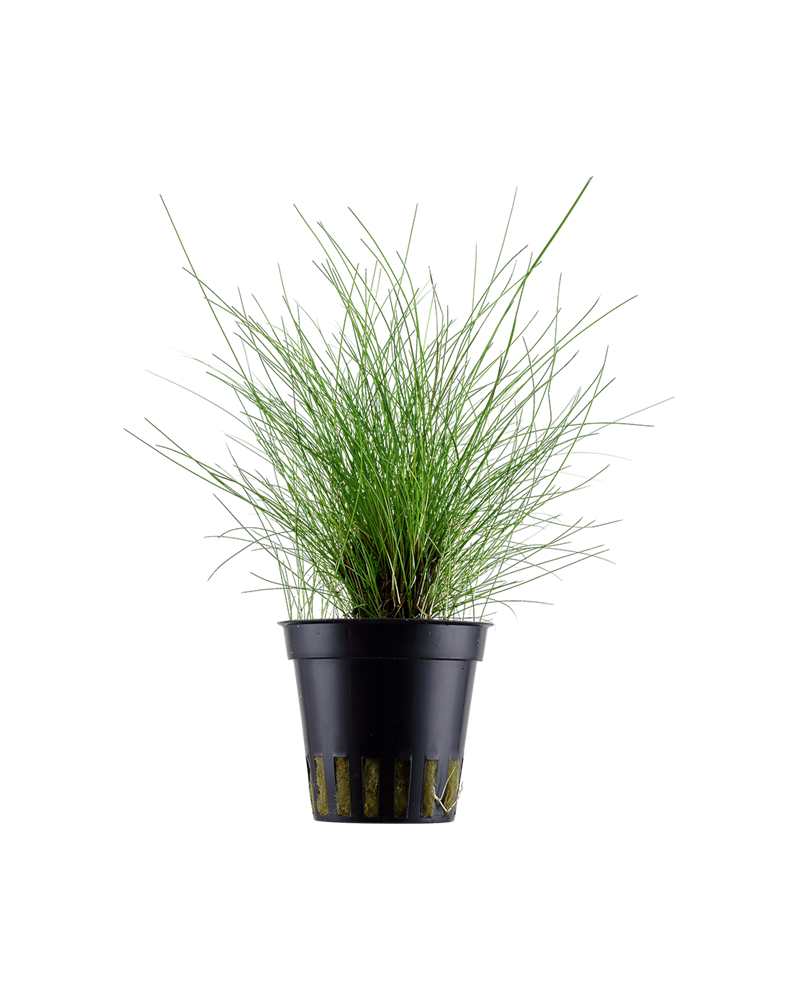 Eleocharis Parvula - En Pot Eleocharis Parvula en pot – Plante gazo... Eleocharis Parvula - En Pot Eleocharis Parvula en pot – Plante gazo...
