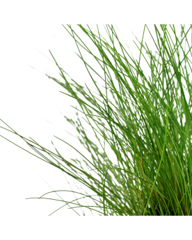 Eleocharis Parvula - En Pot Eleocharis Parvula en pot – Plante gazo...