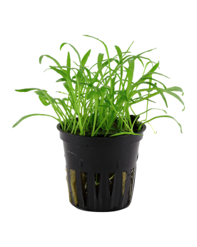Lilaopsis Brasiliensis - En Pot Plante d'Aquarium en Pot – Lilaeops...