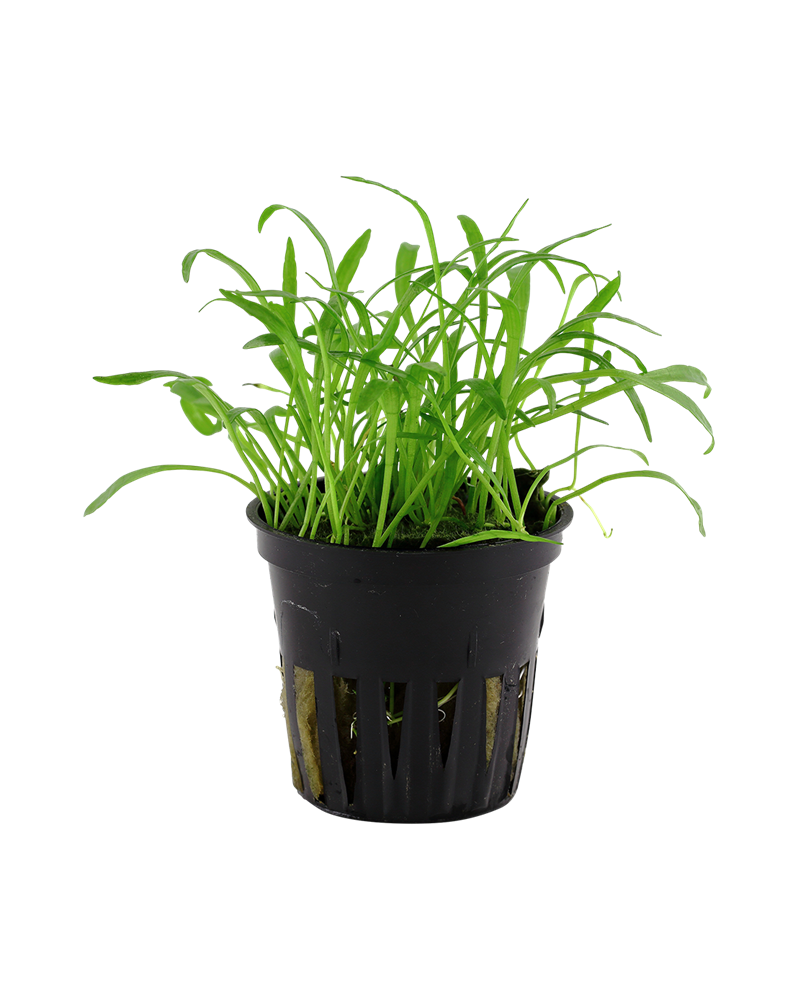 Lilaopsis Brasiliensis - En Pot Plante d'Aquarium en Pot – Lilaeops... Lilaopsis Brasiliensis - En Pot Plante d'Aquarium en Pot – Lilaeops...