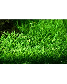 Lilaopsis Brasiliensis - En Pot Plante d'Aquarium en Pot – Lilaeops...
