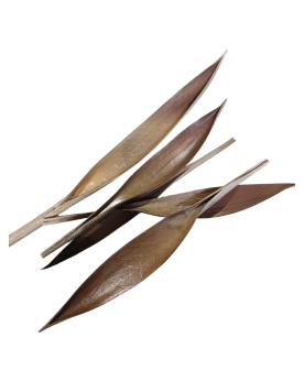 Feuille de Coco Mini - 15-25cm Feuilles de Coco Mini - 15-25cm. Les...