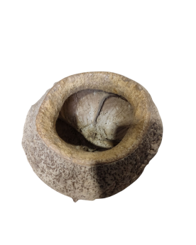 Sapucaia M- 11/13cm Les Sapucaia M  sont de grosses coques du fruit...