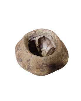 Sapucaia M- 11/13cm Les Sapucaia M  sont de grosses coques du fruit...