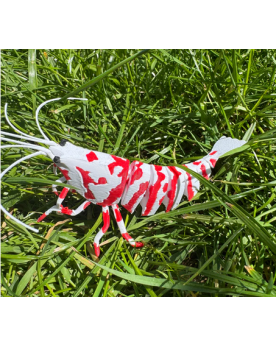 SHRIMPYS - Fancy Tiger Red Vous cherchez un superbe élément décorat...