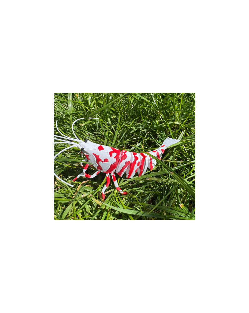 SHRIMPYS - Fancy Tiger Red Vous cherchez un superbe élément décorat... SHRIMPYS - Fancy Tiger Red Vous cherchez un superbe élément décorat...