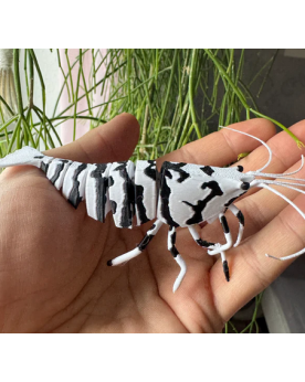 SHRIMPYS - Fancy Tiger Black Vous cherchez un superbe élément décor...