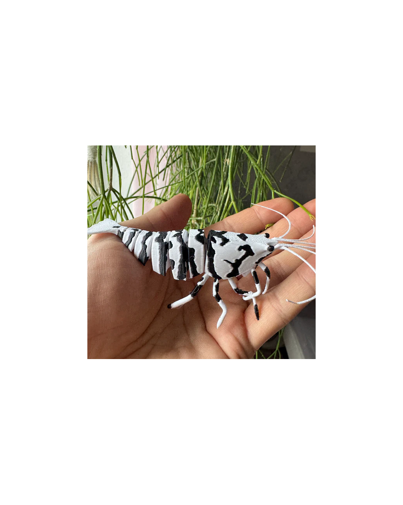 SHRIMPYS - Fancy Tiger Black Vous cherchez un superbe élément décor... SHRIMPYS - Fancy Tiger Black Vous cherchez un superbe élément décor...