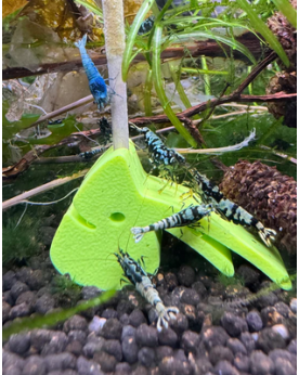 SHRIMPYS - Support à Lollies Vert Porte Lollies en forme de crevett...