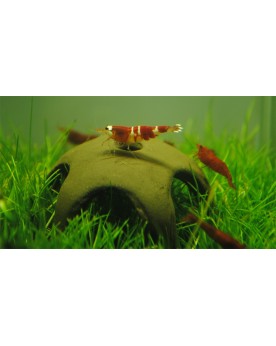 Aquanova - Ceramic Nano Shrimp Star 50mm Étoile en céramique nature...