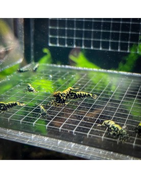 Aqua Elevage - Box de Sélection 2 Filets - 10x10x10cm Aqua Elevage ...