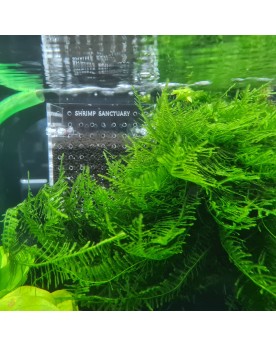 Shrimp Sanctuary - Reset Basket Le Shrimp Sanctuary Reset Basket es...