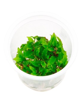 Cryptocoryne wendtii Green Gecko  - In Vitro Cryptocoryne wendtii "...