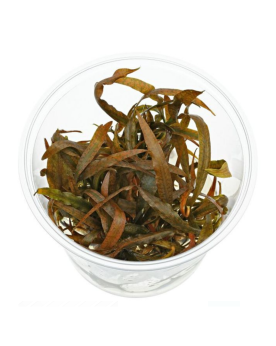Cryptocoryne spiralis Tiger  - In Vitro  Cryptocoryne spiralis "Tig...