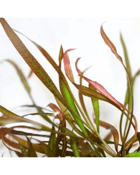 Cryptocoryne spiralis Tiger  - In Vitro  Cryptocoryne spiralis "Tig...