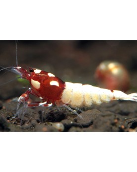 Caridina sp. Pinto Spotted Head - Red Caridina sp. Pinto Spotted He...