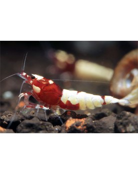 Caridina sp. Pinto - Red Caridina sp. Pinto Red Les crevettes sont ...