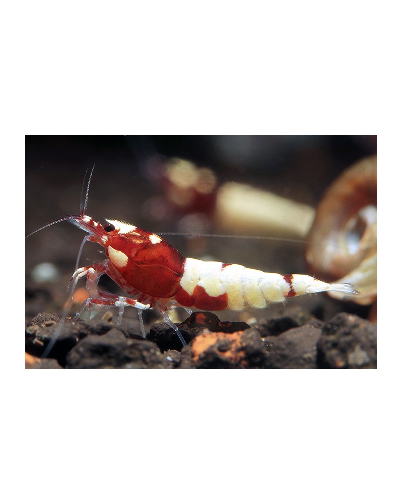 Caridina sp. Pinto - Red Caridina sp. Pinto Red Les crevettes sont ...