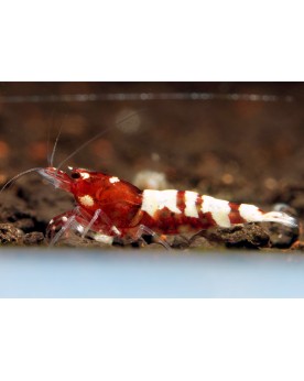 Caridina sp. Pinto - Red Caridina sp. Pinto Red Les crevettes sont ...