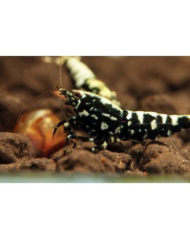 Caridina sp. Galaxy Fishbone Snowflakes - Mid Caridina sp Fishbone ...