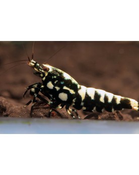 Caridina sp. Galaxy Fishbone Snowflakes - High Caridina sp Fishbone...