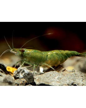 Neocaridina davidi - Green Jade Neocaridina Green Jade Crevettes ve...