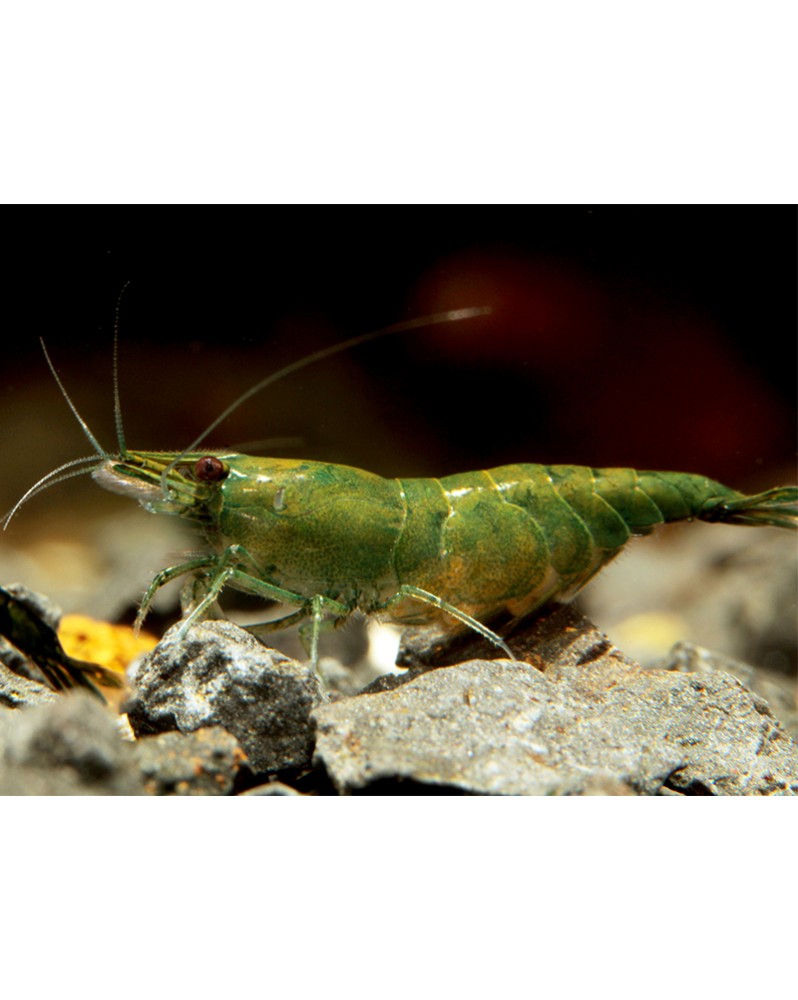 Neocaridina davidi - Golden Hulk Neocaridina Golden Hulk Crevettes ...