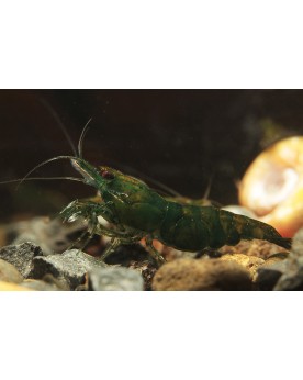 Neocaridina davidi - Green Jade Neocaridina Green Jade Attention, l...