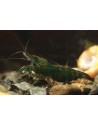 Neocaridina Dark Green Jade - Crevette verte foncée
