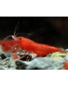 Crevette Bloody Mary Néocaridina 1-1,5 cm