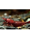 Néocaridina Dark Bloody Mary — jeunes 1–1,5 cm
