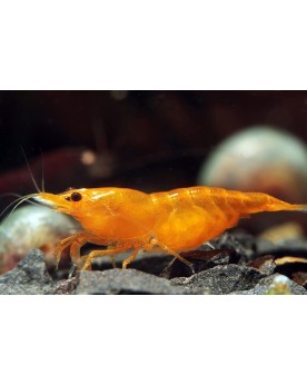 Neocaridina davidi - Orange Sakura Neocaridina Orange Sakura La cou...