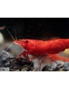 Crevette Sakura rouge 1-1.5 cm
