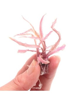 Cryptocoryne balansae « Pink » - In Vitro Cryptocoryne balansae « P...
