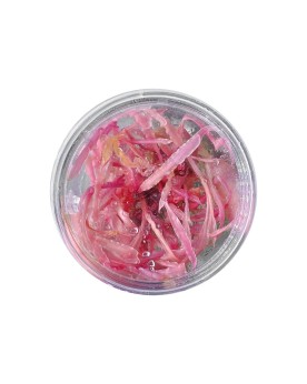 Cryptocoryne balansae « Pink » - In Vitro Cryptocoryne balansae « P...