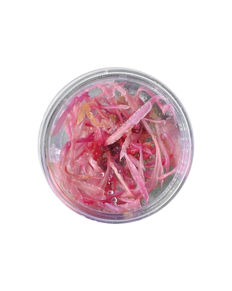 Cryptocoryne balansae « Pink » - In Vitro Cryptocoryne balansae « P...