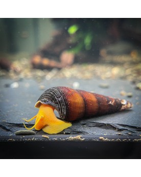 Tylomelania scalariopas Golden Tylomelania Scalariopas Golden— Esca...