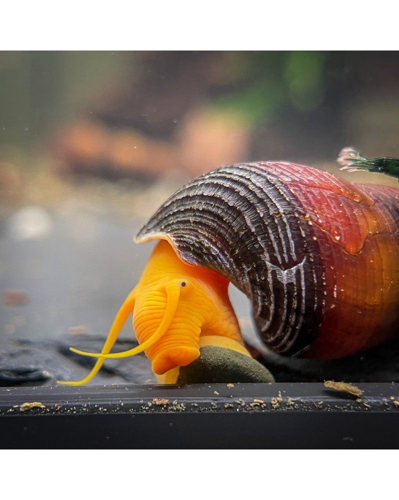 Tylomelania scalariopas Golden Tylomelania Scalariopas Golden— Esca... Tylomelania scalariopas Golden Tylomelania Scalariopas Golden— Esca...