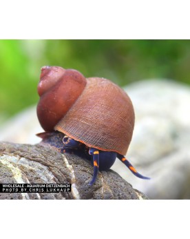 Notopala sp. Blueberry Snail Notopala sp. “Blue Berry Snail” — Esca...
